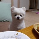 삼합불패