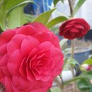 이원농장 이미지