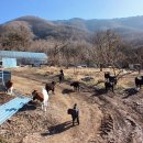 백족산 흑염소 Daum카페