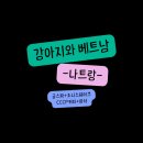 강아지랑 나트랑 🇻🇳 1일차 애견동반 여행 궁스파 조니스테이크 cccp커피 길거리마차탑승후기