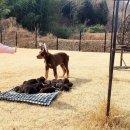 노블라인 도베르만 이미지