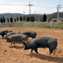 결성농장 이미지