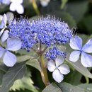 가시리마을 이미지