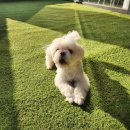 브라비 펫케어 이미지