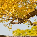 나무 밑 고양이 이미지