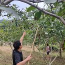 최씨농장 이미지