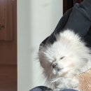 문원침구 | 충남 보령 신상 독채 애견펜션 문원 후기