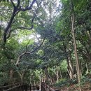 오동도로 | 여수 가볼만한 곳 오동도｜동백열차·자전거·도보 이용 후기