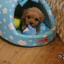 가온누리샵