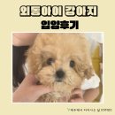 퍼피로운 | 외동아이 강아지 입양후기