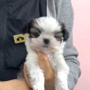 강아지분양 고양이분양 포근퍼피 | 논산강아지 시츄 분양, 대전 동양 애견에서 찾은 포근한 인연