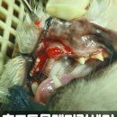 홈즈 동물병원 이미지