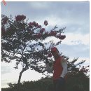 백일홍동산 이미지