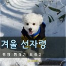 신선대 입구 임도 | 평창 애견동반 겨울 여행 선자령 반려견과 트레킹