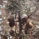 천연향의 이론과 실제 81강 - 두송실 향로차(香露茶 : Juniperus aroma dew tea-therapy) 이미지