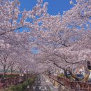 가좌동 청송빌라 앞 | 진해 여좌천 벚꽃 | 2025년 만개 시기 방문 후기