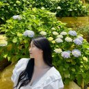 주식회사 노랑버덩F&B | 거제 가볼만한곳 수국 명소 포토존 가득 노랑버덩 바람의핫도그
