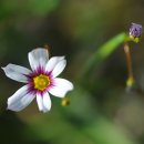 덩굴백미.흰등심붓꽃.등심붓꽃.돌채송화.서양금혼초﻿﻿﻿﻿﻿﻿﻿﻿﻿﻿﻿﻿ 이미지