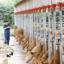 쑥쑥한우농장 이미지