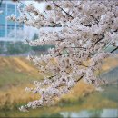 황구지천 이미지