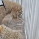 데일리도그 | [도그다이닝] 퍼펙트밀 강아지캥거루화식 급여 후기