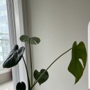 삼호미션 | 오늘의집 오늘의가든 화분 분갈이 후기 (+ 일상 아주 조금)