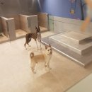 펫도그 애견스쿨 이미지