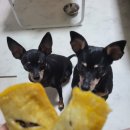 더맛있개 | 부천 강아지 수제간식 : 더맛있개