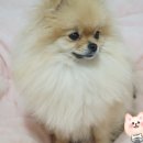 동아조인트 (주) | 강아지 관절 영양제 - 잠보아 굿바이 조인트페인