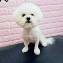 엘리펫 살롱 이미지