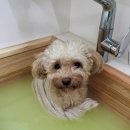 월 스트리트 애견유치원 이미지