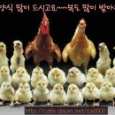 꼬꼬 이미지