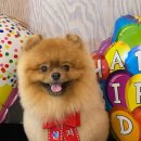 펫츠까까 이미지