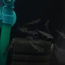 피쉬갤러리 천안점 이미지