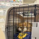 보듬 동물병원 | 고양이 (암컷)중성화 수술_온아동물의료센터