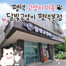 목욕하는고양이 | 평택 고양이 무마취 미용 추천 달빛고양이 평택본점 방문 후기