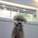 꼼꼼 애견미용실 이미지