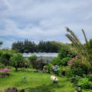 아름다운펜션 | 제주애견동반펜션 아름다운호야네 후기, 반려견도 행복한 서귀포 감성 숙소!