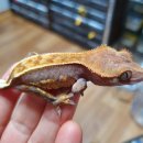 인터렙타일 이미지