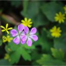 곰배령주차장 이미지