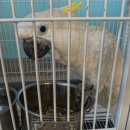 앵무세상 이미지