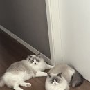 고양이의 산책:묘책 이미지