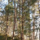 천년숲서로 이미지