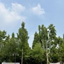 신트리공원 배드민턴장 이미지