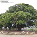 관매도 후박나무 이미지