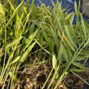 양평농장 이미지