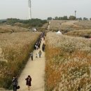 11월2일(일)하늘공원억새축제 이미지