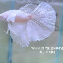 아쿠아문