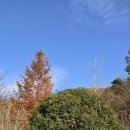 푸른나무 이미지