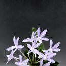 연화관